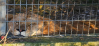 Un león y un oso mantenidos como mascotas en Albania encuentran nuevos hogares en santuarios de vida silvestre alemanes