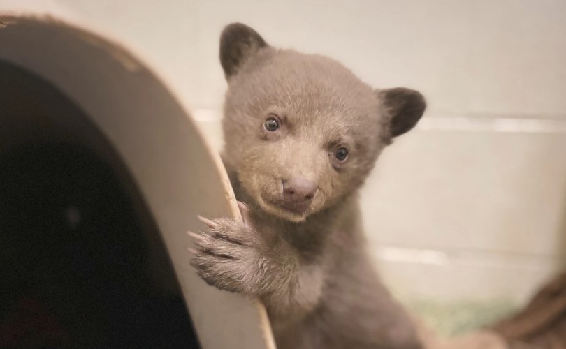 Oso cachorro
