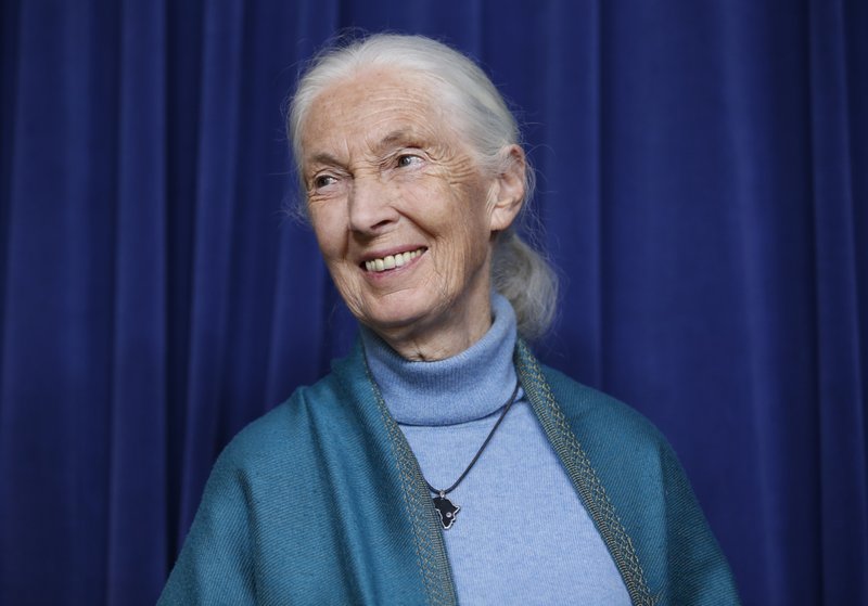Jane Goodall teme que todo sea normal tras pandemia